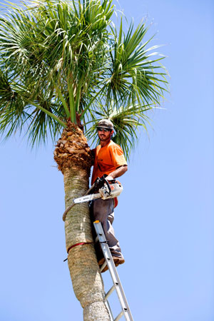 Palm Tree Removal photo