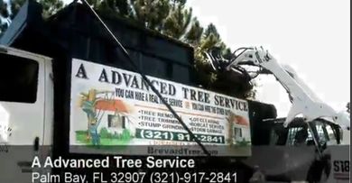 Tree Service photo 2